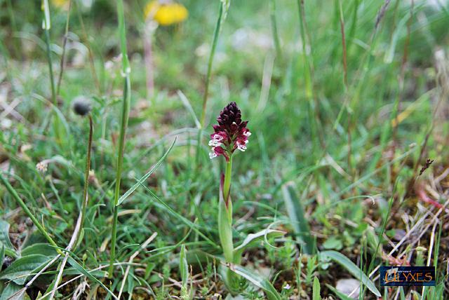orchis ustulata.JPG